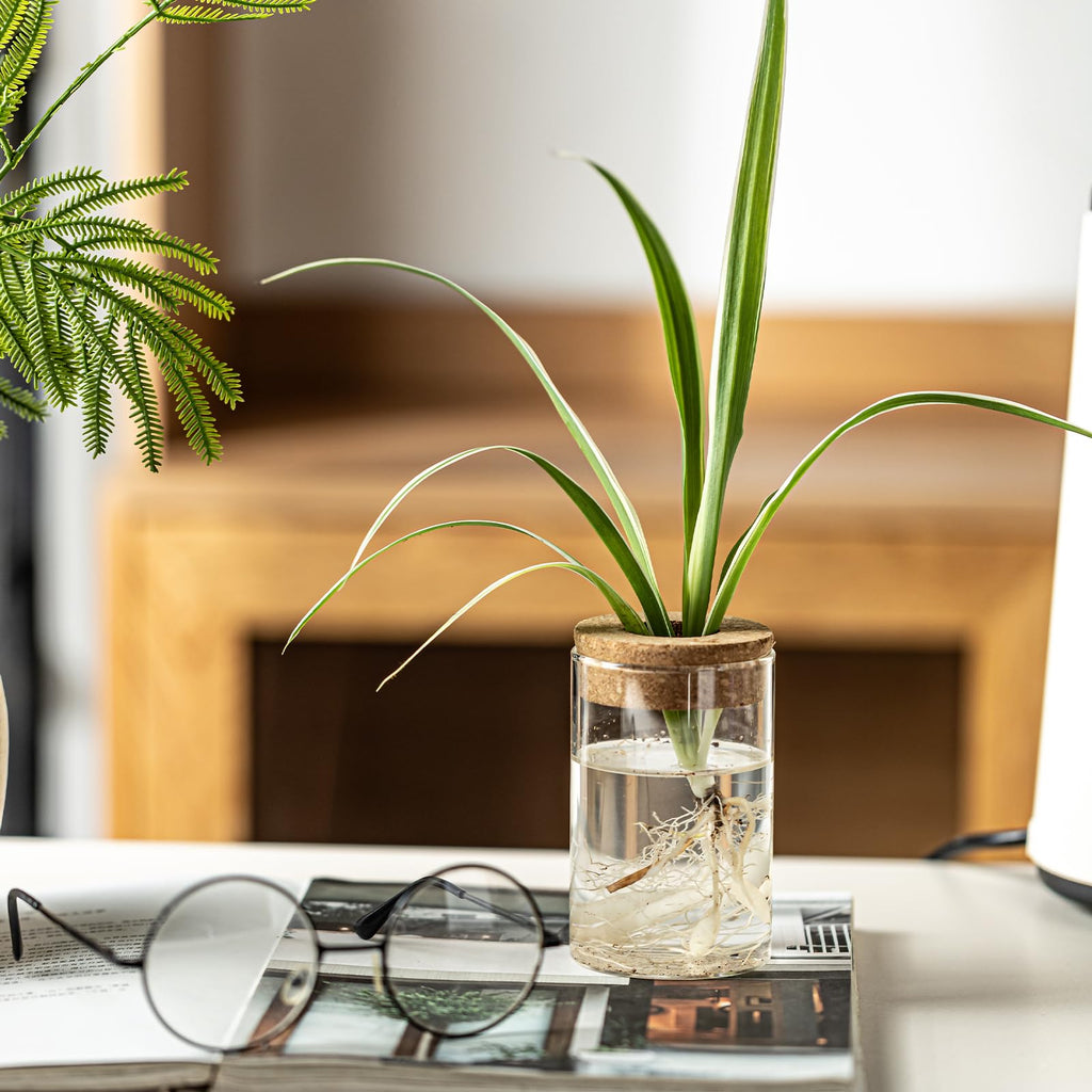 Glass Plant Propagation Vases for Cuttings, Set of 4