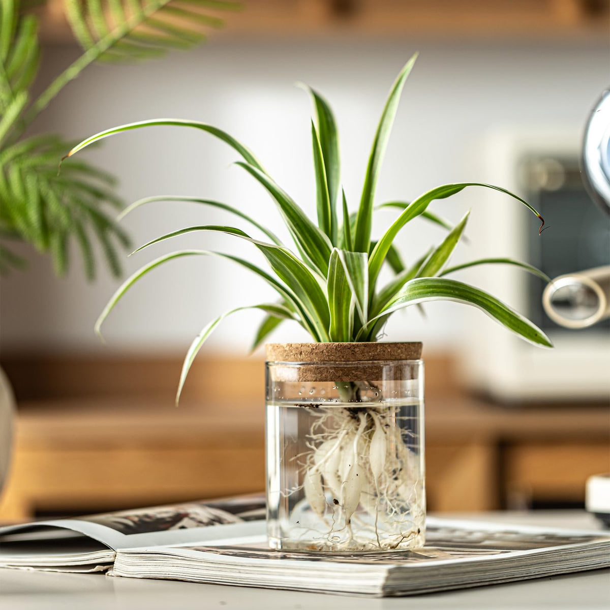 Glass Plant Propagation Vases for Cuttings, Set of 4