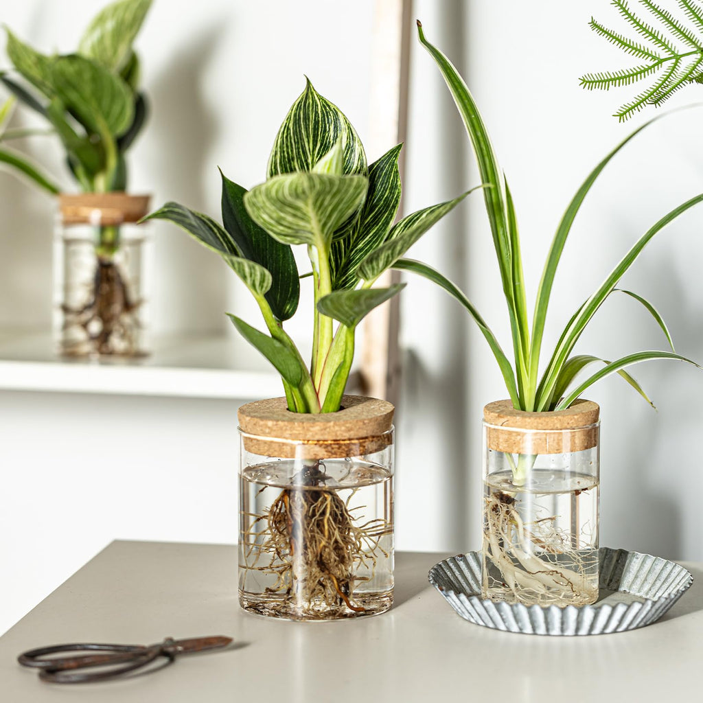 Glass Plant Propagation Vases for Cuttings, Set of 4