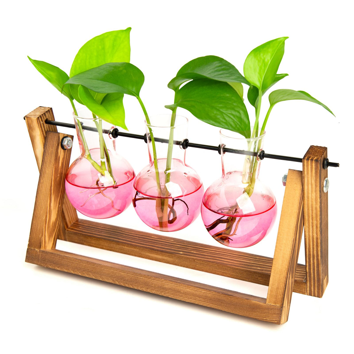 XXXFLOWER 3-Bulb Gradient Plant Terrarium with Wooden Stand