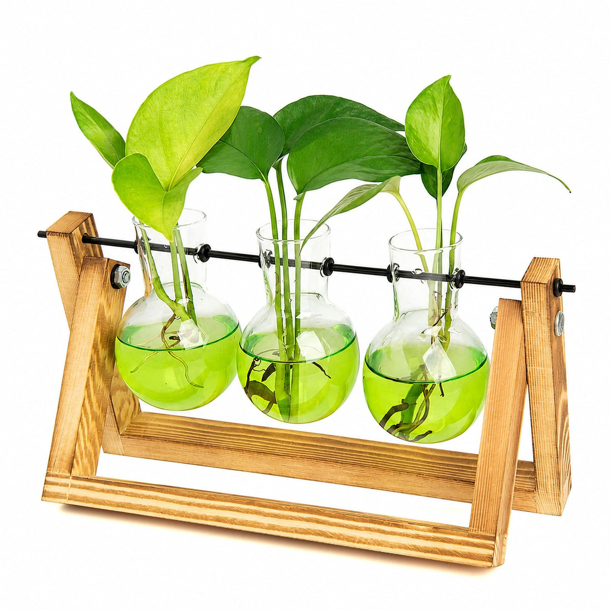 XXXFLOWER 3-Bulb Gradient Plant Terrarium with Wooden Stand