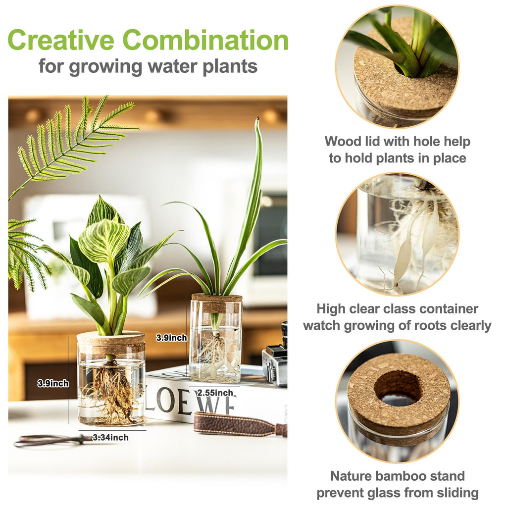 Glass Plant Propagation Vases for Cuttings, Set of 4