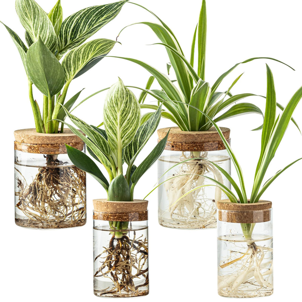 Glass Plant Propagation Vases for Cuttings, Set of 4