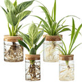 Glass Plant Propagation Vases for Cuttings, Set of 4