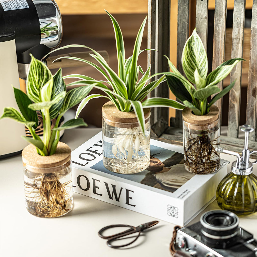 Glass Plant Propagation Vases for Cuttings, Set of 4