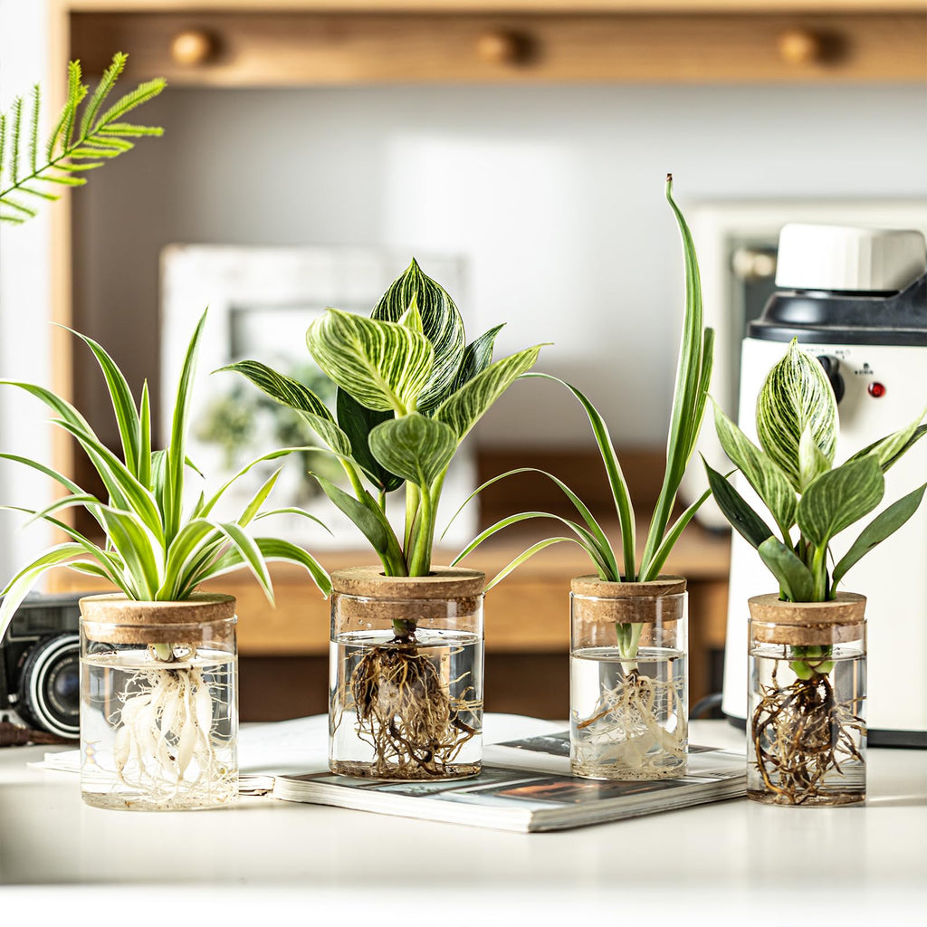 Glass Plant Propagation Vases for Cuttings, Set of 4