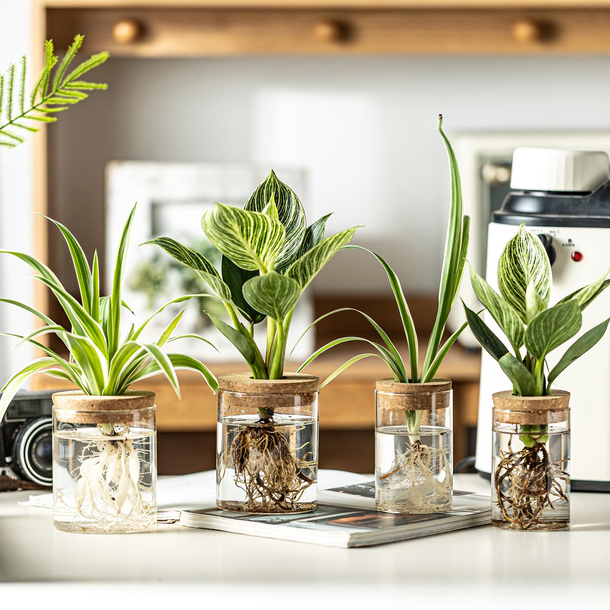 Glass Plant Propagation Vases for Cuttings, Set of 4