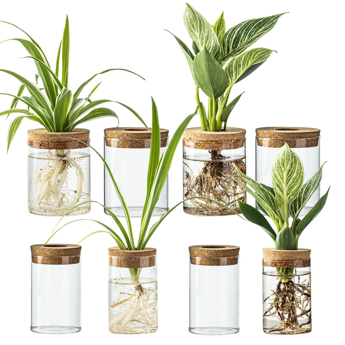 Glass Plant Propagation Vases for Cuttings, Set of 4