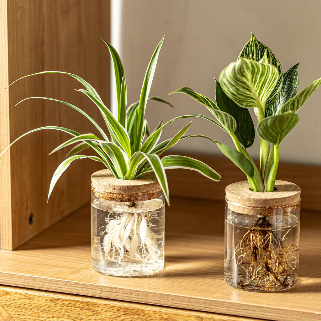 Glass Plant Propagation Vases for Cuttings, Set of 4