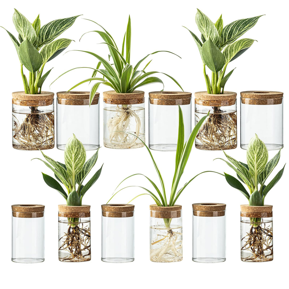 Glass Plant Propagation Vases for Cuttings, Set of 4